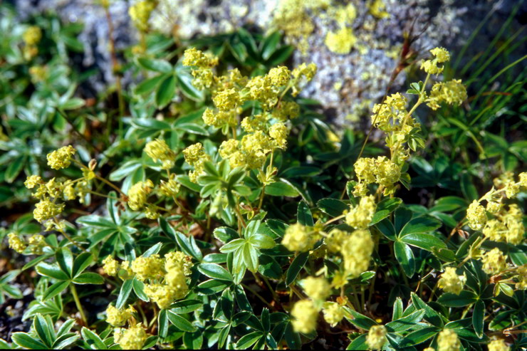 Flore arctique - Alchmille alpine - Alchemilla alpina - Rosaces