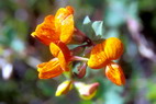 Flore arctique - Lotier cornicul - Lotus corniculatus - Fabaces = Lgumineuses