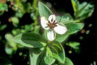 Flore arctique - Cornouiller de Sude - Cornus suecica - Cornaces