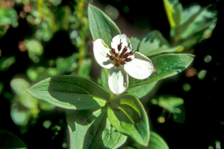 Flore arctique - Cornouiller de Sude - Cornus suecica - Cornaces