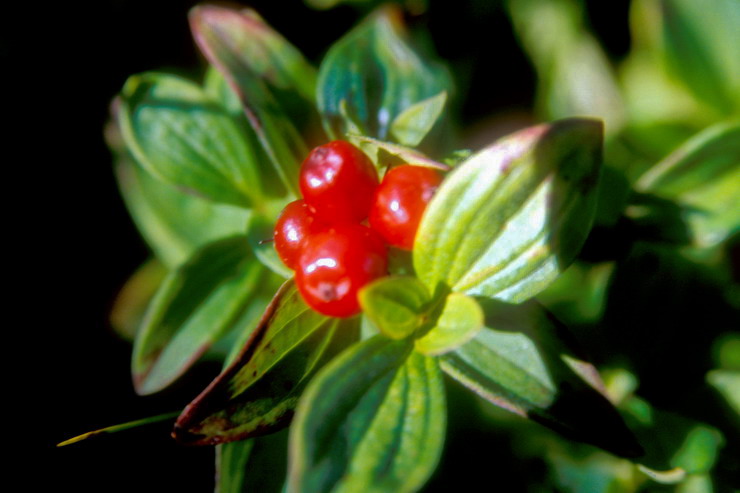 Flore arctique - Cornouiller de Sude - Cornus suecica - Cornaces