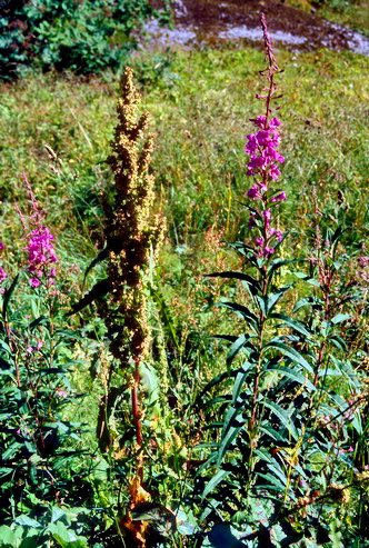 Flore arctique - pilobe  feuilles troites - Epilobium angustifolium - Onagraces