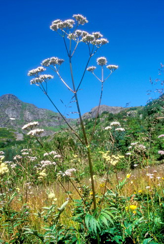 Flore arctique - Ombellifres - Apiaces