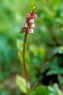 Flore arctique - Pyrole de Norvge - Pyrola norvegica - Pyrolaces