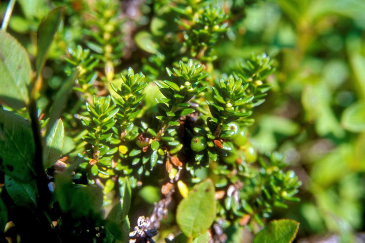 Flore arctique - Camarine noire - Empetrum nigrum - Empétracées