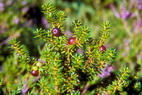 Flore arctique - Camarine noire - Empetrum nigrum - Emptraces