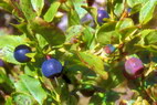 Flore arctique - Myrtille - Vaccinium myrtillus - ricaces