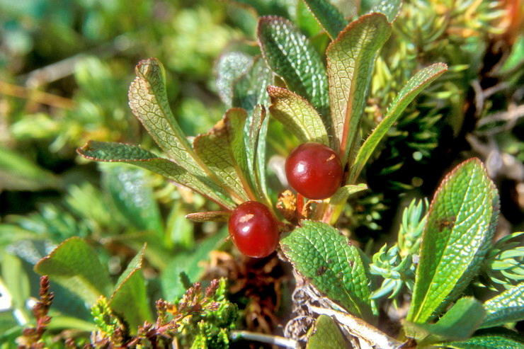 Flore arctique - Raisin d'ours des Alpes - Arctostaphylos alpina - ricaces
