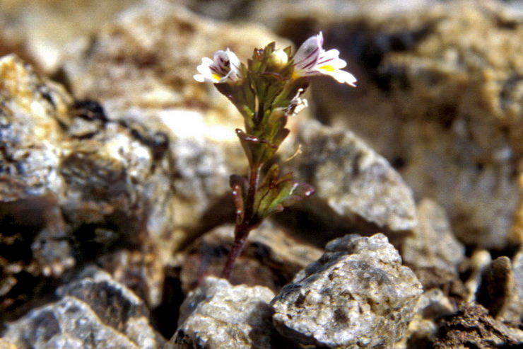 Flore arctique - Euphraise de Norvège - Euphrasia norvegica - Scrophulariacées