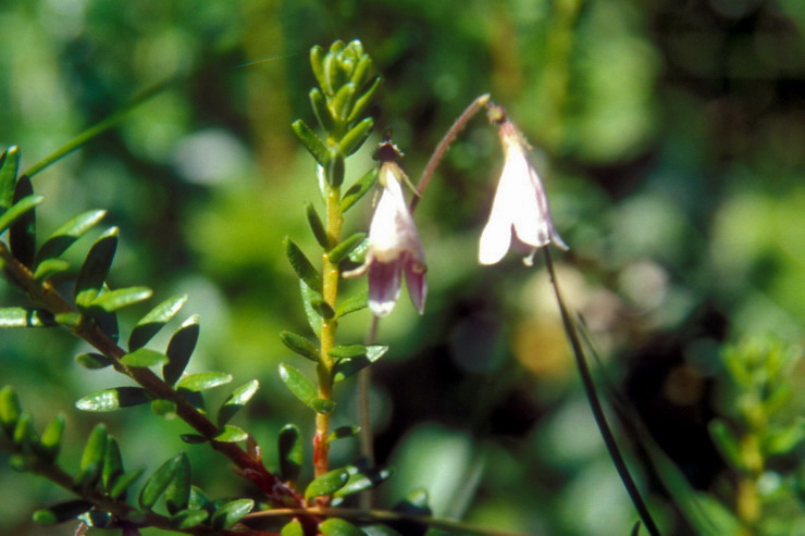 Flore arctique - Linnée boréale - Linnaea borealis - Caprifoliacées