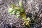 Flore alpine - Fleurs de printemps - Hellbore ftide - Helleborus foetidus - Renonculaces