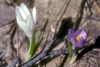 Flore alpine - Fleurs de printemps - Crocus - Iridaces