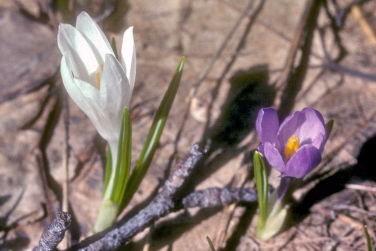 Flore alpine - Fleurs de printemps - Crocus - Iridaces