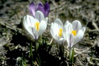 Flore alpine - Fleurs de printemps - Crocus - Iridaces