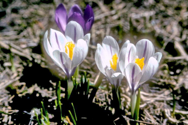 Flore alpine - Fleurs de printemps - Crocus - Iridaces