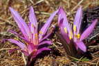 Flore alpine - Fleurs de printemps - Campanette - Bulbocodium vernum - Liliaces