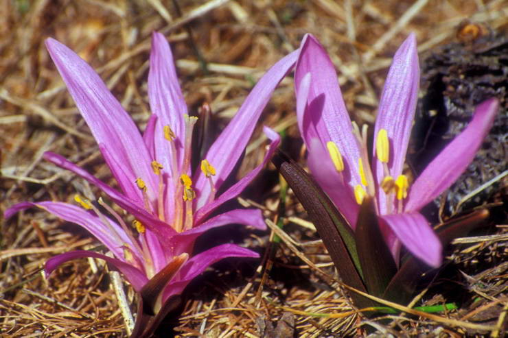 Flore alpine - Fleurs de printemps - Campanette - Bulbocodium vernum - Liliaces