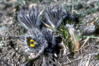 Flore alpine - Fleurs de printemps - Anmone des montagnes - Pulsatilla montana - Renonculaces