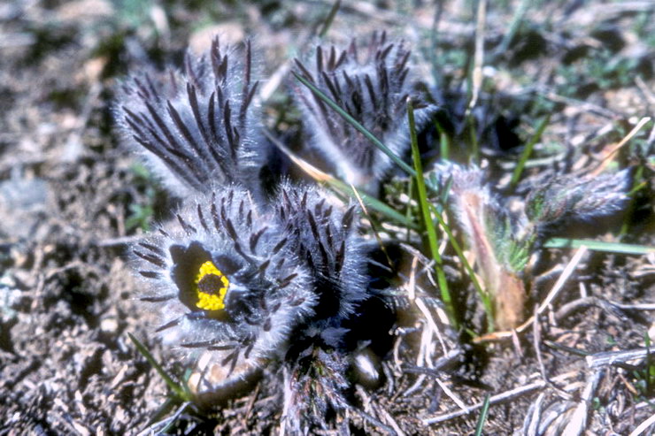 Flore alpine - Fleurs de printemps - Anmone des montagnes - Pulsatilla montana - Renonculaces