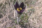Flore alpine - Fleurs de printemps - Anmone des montagnes - Pulsatilla montana - Renonculaces