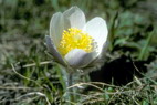 Flore alpine - Fleurs de printemps - Anmone printanire - Pulsatilla vernalis - Renonculaces