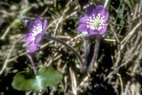 Flore alpine - Fleurs de printemps - Anmone hpatique - Hepatica triloba - Renonculaces