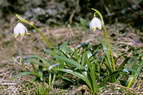 Flore alpine - Fleurs de printemps - Nivole printanire - Leucoium vernum - Amaryllidaces