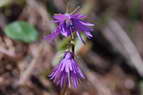 Flore alpine - Fleurs de printemps - Soldanelle des Alpes - Soldanella alpina - Primulaces