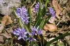 Flore alpine - Fleurs de printemps - Scille printanire - Scilla verna - Liliaces