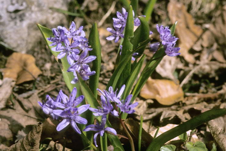 Flore alpine - Fleurs de printemps - Scille printanire - Scilla verna - Liliaces