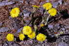 Flore alpine - Fleurs de printemps - Tussilage, Pas d'Ane - Tussilago farfara - Astraces (= Composes)