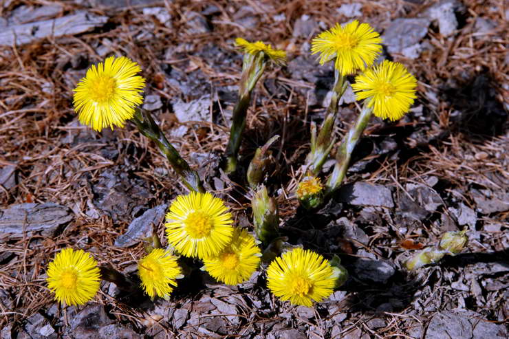 Flore alpine - Fleurs de printemps - Tussilage, Pas d'Ane - Tussilago farfara - Astéracées (Composées)