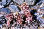 Flore alpine - Fleurs de printemps - Ptasite officinale - Petasites hybridus (= P. officinalis) - Astraces (= Composes)