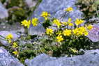 Flore alpine - Fleurs de printemps - Drave faux-aizoon - Draba aizoides - Brassicaces (= Crucifres)