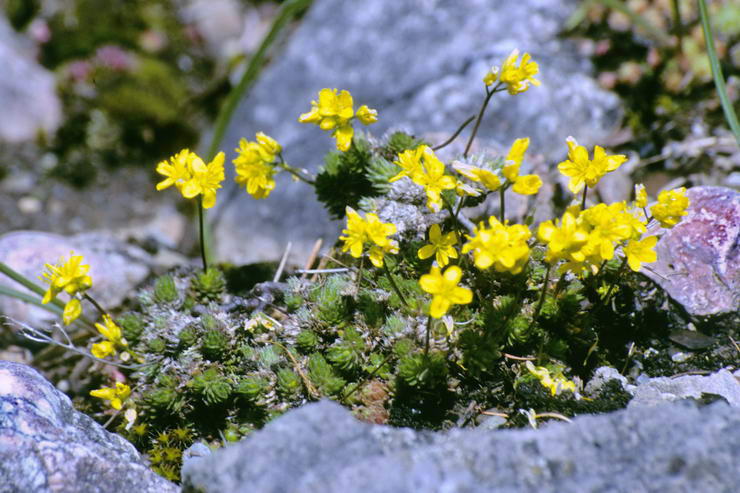 Flore alpine - Fleurs de printemps - Drave faux-aizoon - Draba aizoides - Brassicaces (Crucifres)