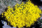 Flore alpine - Fleurs de printemps - Vermiculaire, Grgorie de Vital - Vitaliana primuliflora (= Androsace vitaliana, Gregoria v.) - Primulaces)