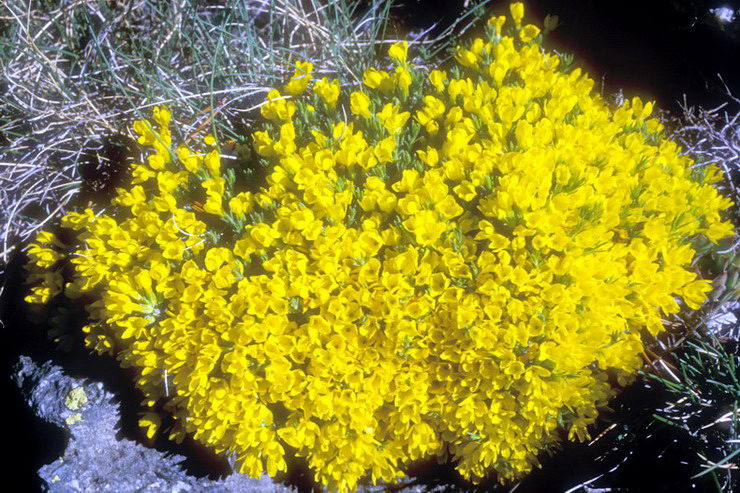 Flore alpine - Fleurs de printemps - Vermiculaire, Grgorie de Vital - Vitaliana primuliflora (= Androsace vitaliana, Gregoria v.) - Primulaces