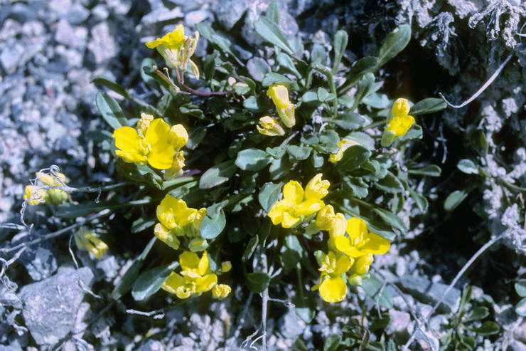 Flore alpine - Fleurs de printemps - Chou étalé - Brassica repanda (= Diplotaxis humilis) - Brassicacées (= Crucifères)