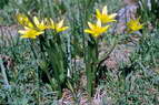 Flore alpine - Fleurs de printemps - Gage de Liotard (= G. fistuleuse) - Gagea fragifera - Liliaces