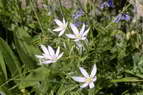 Flore alpine - Fleurs de printemps - Dame d'onze-heures - Ornithogalum umbellatum - Liliaces