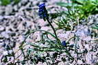 Flore alpine - Fleurs de printemps - Muscari nglig - Muscari atlanticum (= M. racemosum) - Liliaces