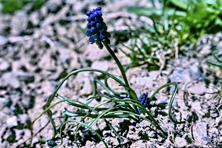 Flore alpine - Fleurs de printemps - Muscari nglig - Muscari atlanticum (= M. racemosum) - Liliaces