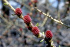 Flore alpine - Fleurs de printemps - Mlze - Larix decidua - Pinaces