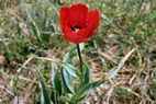 Flore alpine - Fleurs de printemps - Tulipe de Gesner - Tulipa gesneriana - Liliaces (Maurienne) - Liliaces