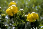 Flore alpine - Fleurs de printemps - Trolle - Trollius europaeus - Renonculaces