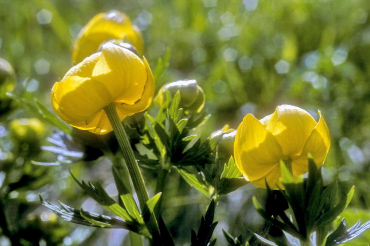 Flore alpine - Fleurs de printemps - Trolle - Trollius europaeus - Renonculaces