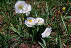 Flore alpine - Fleurs de printemps - Renoncule des Pyrnes - Ranunculus pyrenaeus - Renonculaces