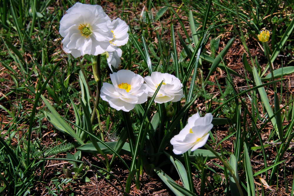 Flore alpine - Fleurs de printemps - Renoncule des Pyrnes - Ranunculus pyrenaeus - Renonculaces