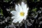 Flore alpine - Fleurs de printemps - Anmone des Alpes - Pulsatilla alpina ssp. alpina - Renonculaces