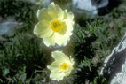 Flore alpine - Fleurs de printemps - Anmone soufre - Pulsatilla alpina ssp. sulfurea - Renonculaces